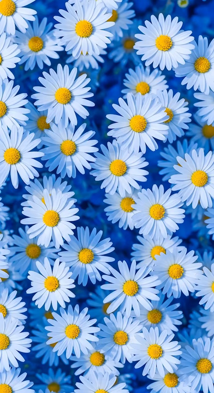 White Daisies Field Blue Background Vertical Floral Pattern - Free Mobile AMOLED Wallpaper Background