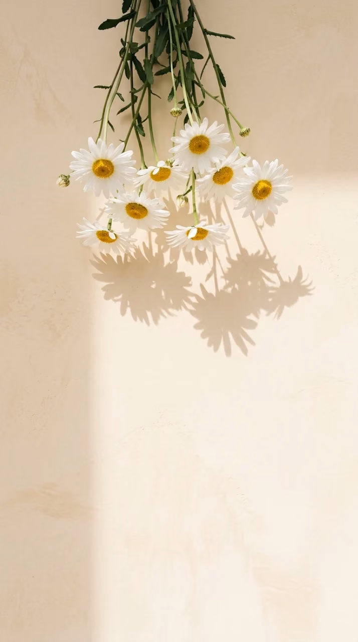 White Daisy Flowers Hanging Down with Soft Shadows on Warm Wall - Free Mobile AMOLED Wallpaper Background