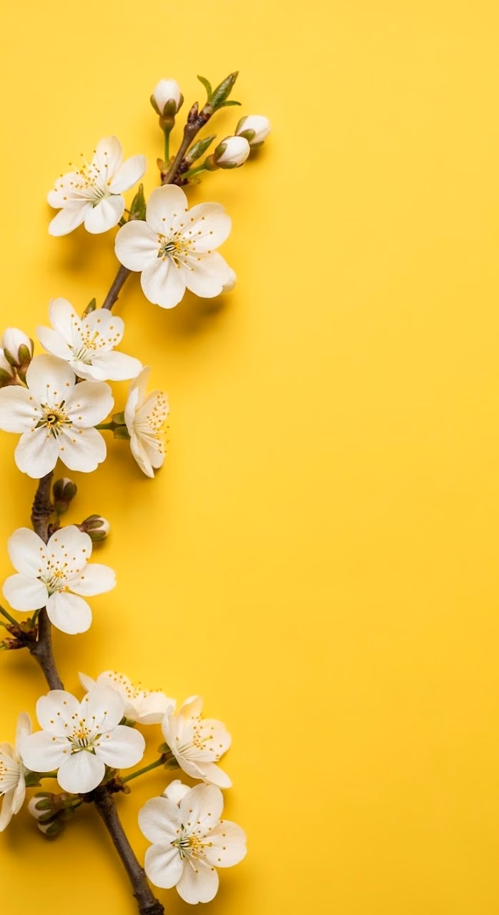 White Spring Blossoms Over Vibrant Yellow Minimalist Composition - Free Mobile AMOLED Wallpaper Background