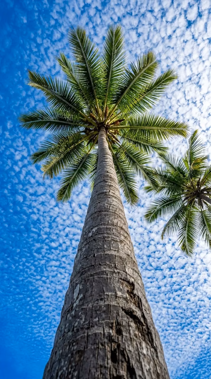 Download Worm's Eye View of Tall Palm Trees and Textured Clouds Wallpaper in Mobile HD Worm's Eye View of Tall Palm Trees and Textured Clouds - Free Mobile AMOLED Wallpaper Background