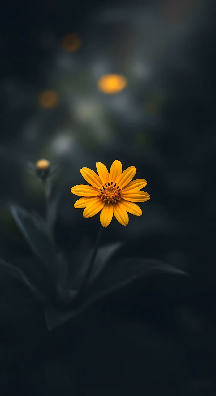 Yellow Daisy Flower on Dark Moody Background - Free Mobile AMOLED Wallpaper Background
