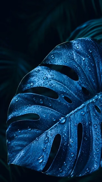 Glossy blue monstera leaf with clear droplets against a dark tropical background.