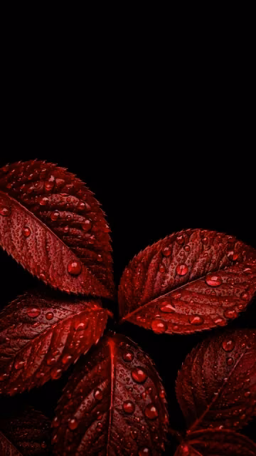 Deep crimson leaves covered in rain droplets against a clean black background.