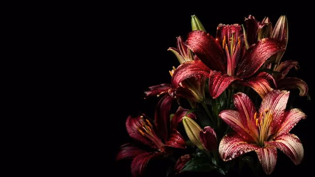 Close up of deep red and pink lilies with water droplets against a solid dark black background.
