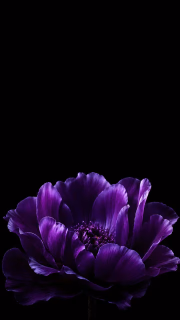 Deep violet flower with layered petals positioned low against a clean black background.