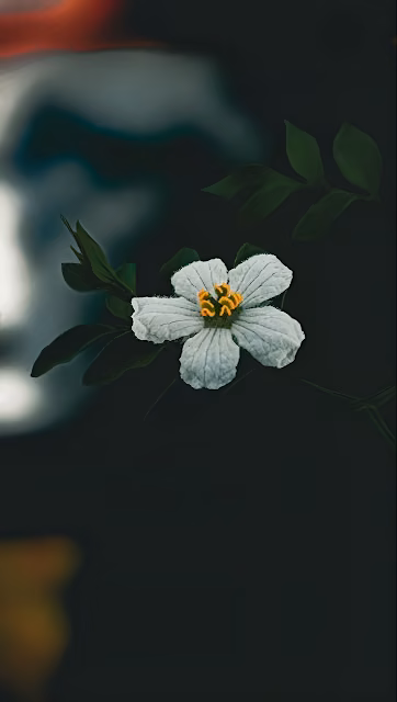 Delicate White Flower with Yellow Center Against Dark - Free 4K & 8K Mobile Wallpaper