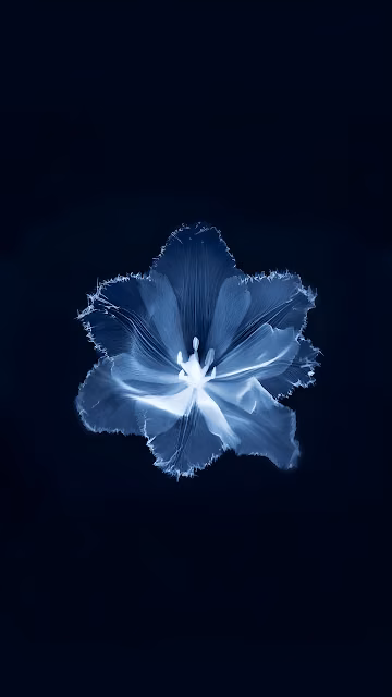 Ethereal Glowing Blue Flower Dark Minimalist Macro Art - Free 4K & 8K Mobile Wallpaper