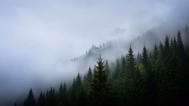 High angle view of a dense green pine forest blanketed in thick white mist.