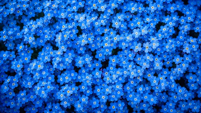 Dense field of blue forget-me-not blossoms with yellow centers viewed in close-up. Top-down macro close up of dense blooming blue forget-me-not flowers with yellow center petals.