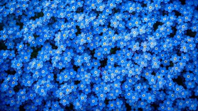 Dense field of blue forget-me-not blossoms with yellow centers viewed in close-up. Top-down macro close up of dense blooming blue forget-me-not flowers with yellow center petals.