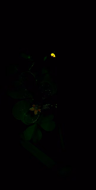 Glowing Clover in Darkness with Tiny Yellow Light - Free 4K & 8K Mobile Wallpaper
