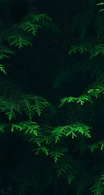 Glowing Green Ferns in Dark Forest Shadows - Free 4K & 8K Mobile Wallpaper