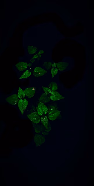 Glowing Green Leaves Floating in Dark Abyss - Free 4K & 8K Mobile Wallpaper