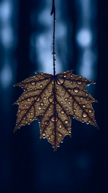 Maple Leaf Covered in Raindrops Against Dark Bokeh - Free 4K & 8K Mobile Wallpaper