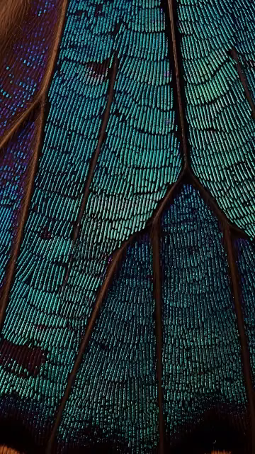 Microscopic Iridescent Blue-Green Butterfly Wing Scales - Free 4K & 8K Mobile Wallpaper