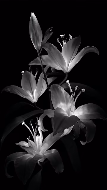 Monochrome Lily Blooms Against Deep Black Background - Free 4K & 8K Mobile Wallpaper