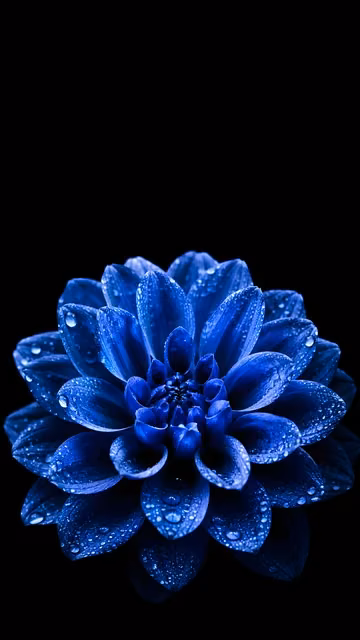 Sapphire blue flower with dew-covered petals against a pure black background.