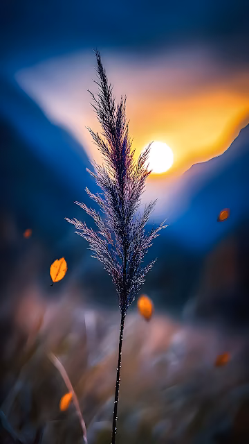 Silhouette of Tall Grass Against Sunset Sky - Free 4K & 8K Mobile Wallpaper