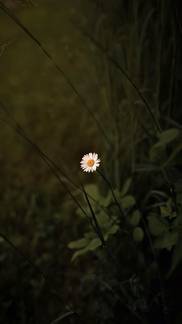 Single Daisy Blooming in Shadowy Green Meadow - Free 4K & 8K Mobile Wallpaper
