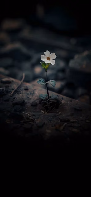 Single White Flower Growing from Dark Ground - Free 4K & 8K Mobile Wallpaper