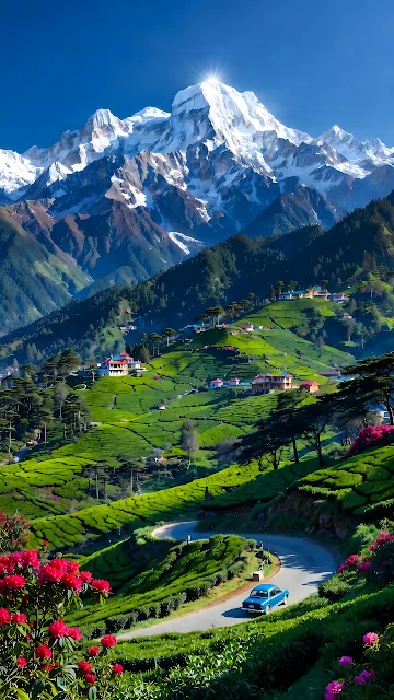Blue vintage car driving on a winding mountain road between stepped green tea terraces below snow peaks.
