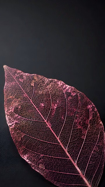 Translucent pink skeleton leaf with intricate veins against a dark charcoal background.