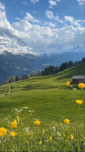Vibrant Alpine Meadow with Buttercups and Snowy Peaks - Free 4K & 8K Mobile Wallpaper