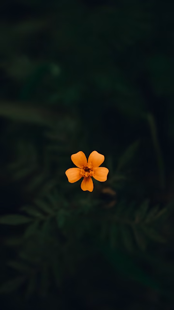 Vibrant Orange Flower Blooming in Dark Green Foliage - Free 4K & 8K Mobile Wallpaper