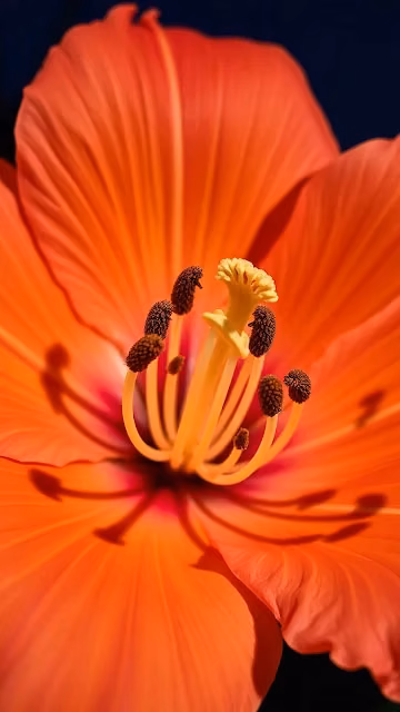Vibrant Orange Hibiscus Flower in Macro Detail - Free 4K & 8K Mobile Wallpaper