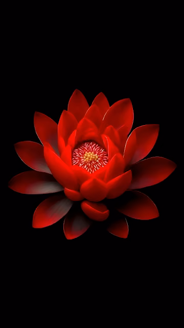 Vibrant Red Lotus Flower Against Deep Black Background - Free 4K & 8K Mobile Wallpaper