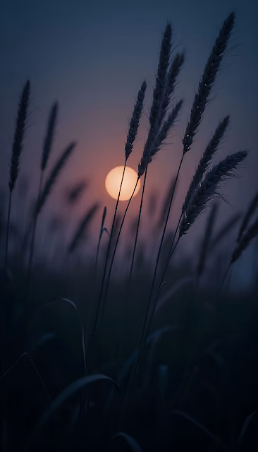 Wheat Stalks Silhouetted Against Setting Sun at Twilight - Free 4K & 8K Mobile Wallpaper