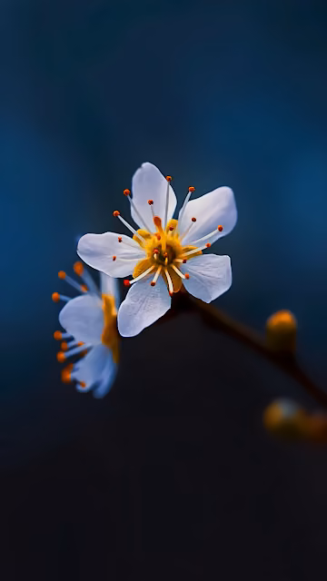 White Blossom with Yellow Center Against Deep Blue - Free 4K & 8K Mobile Wallpaper