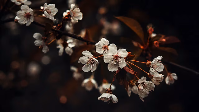 Close-up of white blooming cherry tree flowers on brown branches against a dark background.