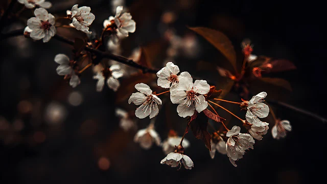White cherry blossom flowers bloom on dark branches in close-up detail. Close-up of white blooming cherry tree flowers on brown branches against a dark background.