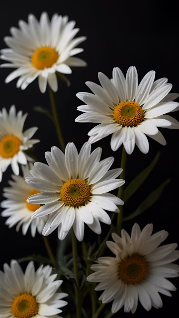 White Daisy Flowers Dark Background Macro Shot - Free 4K & 8K Mobile Wallpaper