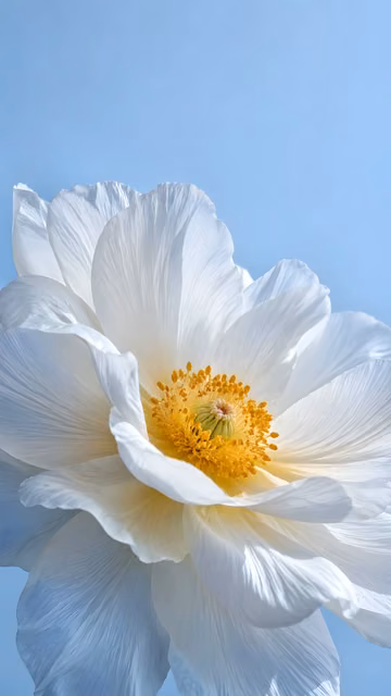 Soft white flower with translucent flowing petals against a pale blue background.