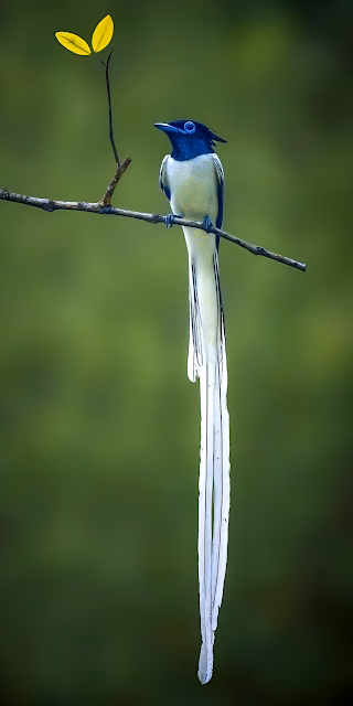 White Tailed Flycatcher Perched, Vibrant Green Bokeh Background - Free 4K & 8K Mobile Wallpaper